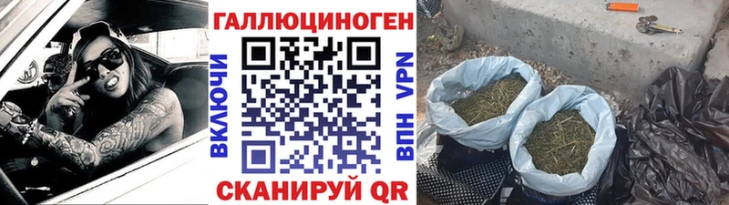 Псилоцибиновые грибы Psilocybine cubensis  Чернушка 